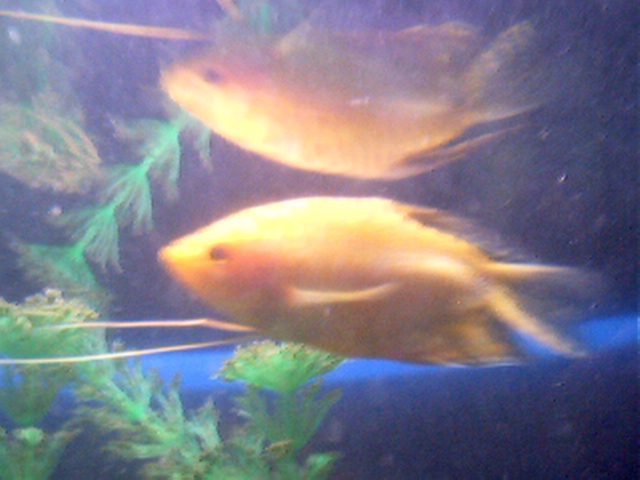blub