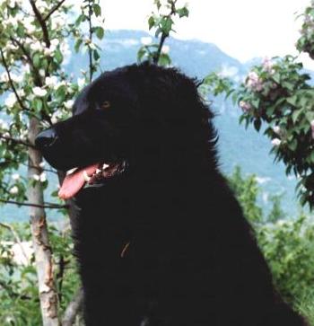 alba