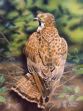 falco