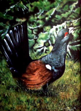 g.cedrone