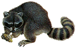 Raccoon