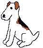 Terrier wagging