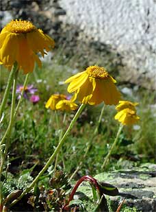 Mayweed
