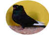 black cap gd.JPG (42403 bytes)