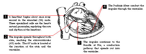 heart2.jpg (36355 bytes)