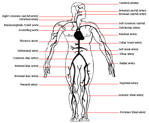 heart4.jpg (60399 bytes)