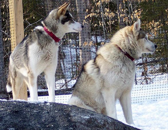 Zirkle & Birch