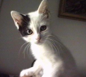 Tecla bigotuda