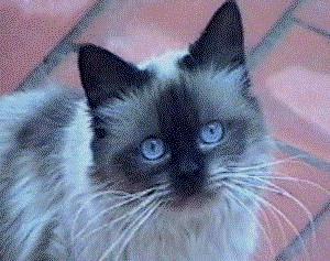 La gata siamesa de la ve�na