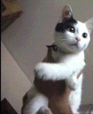 Gata voladora