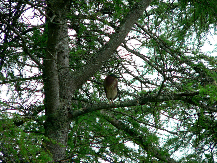 P1100710b