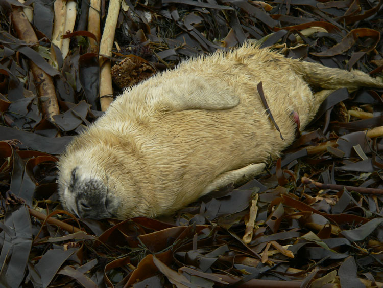 Sleeping Grey Seal Pup - Ted D'Eon photo - Jan 6, 2006