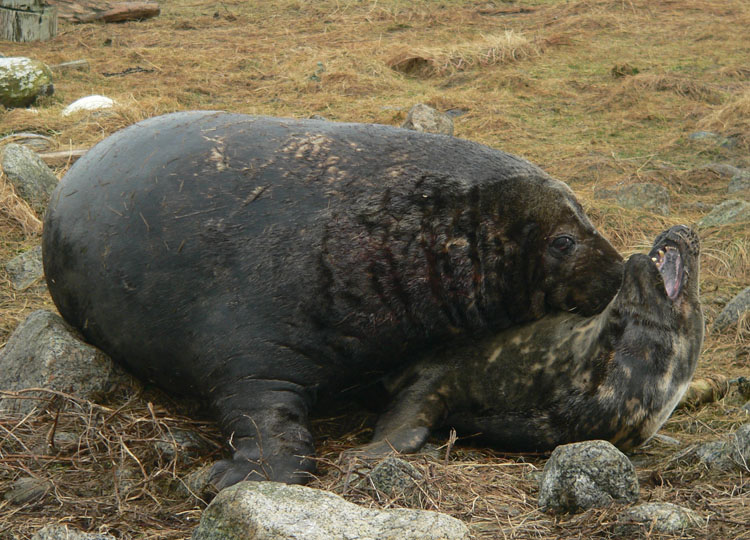 Grey Seals mating - Ted D'Eon photo - Jan 6, 2006