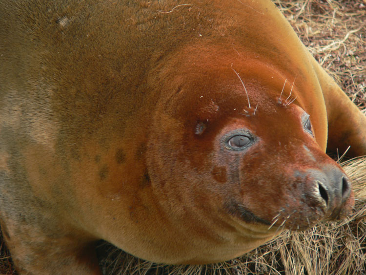 Red phase female Grey Seal (apparently a normal colour variation)- Ted D'Eon photo - Jan 6, 2006