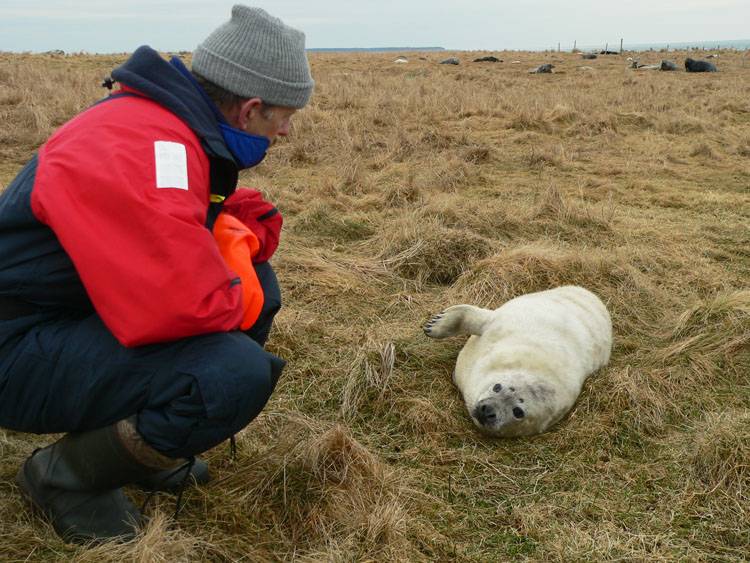 Henri d'Entremont with Grey Seal pup - Ted D'Eon photo - Jan 6, 2006