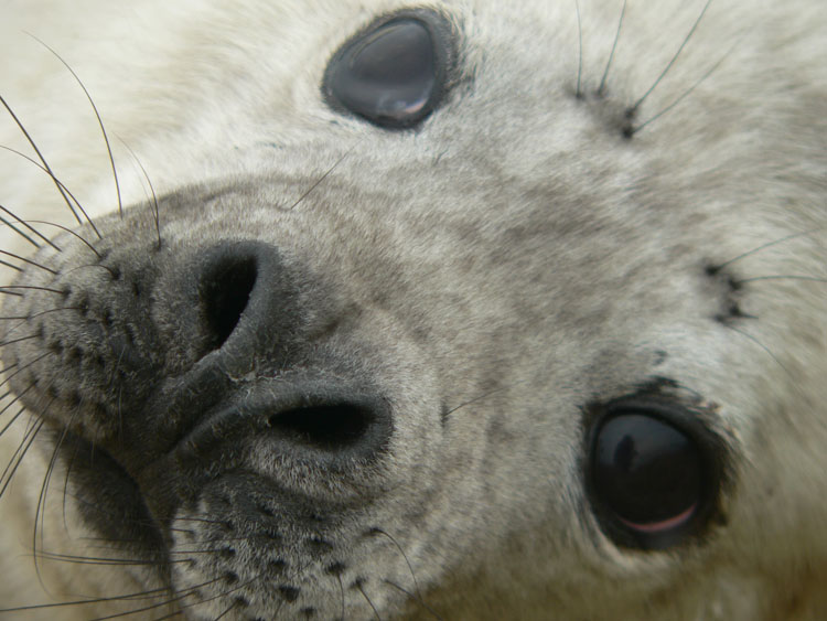 Grey Seal pup - Ted D'Eon photo - Jan 6, 2006