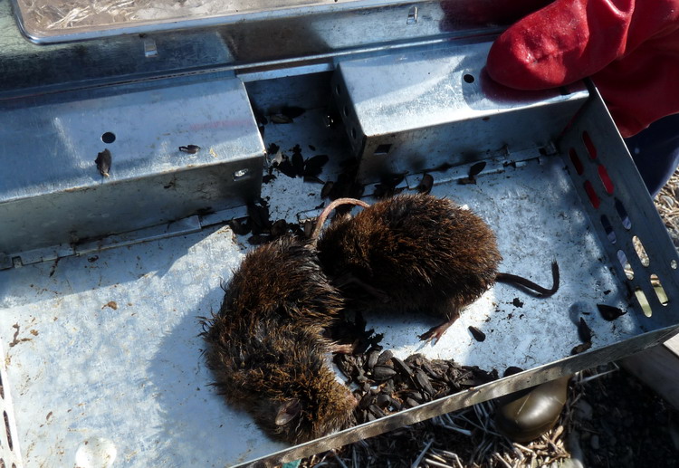 Meadow Voles in one of the metal multi-mouse traps - N. Brother, Apr. 15, 2009 - Ted D'Eon photo