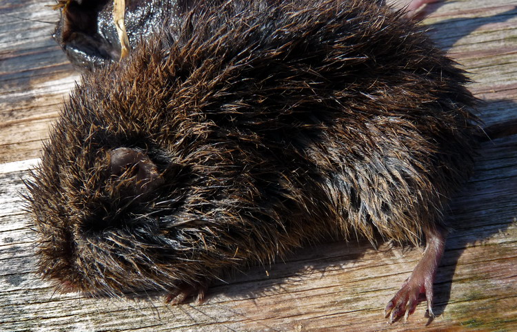 Meadow Vole, close-up  - N. Brother, Apr. 15, 2009 - Ted D'Eon photo