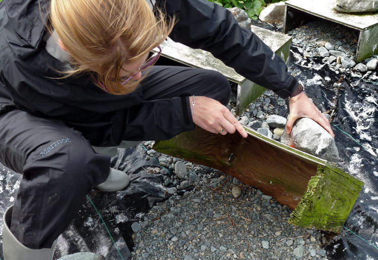 Nicolle Davis discovering a new ROST nest - N. Brother, June 16, 2009 - Ted D'Eon photo