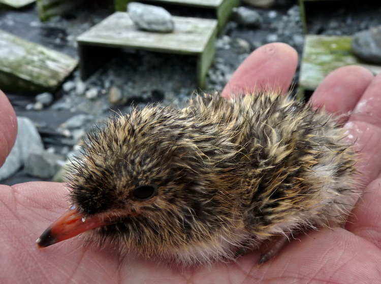 Roseate Tern chick - N. Brother, June 25, 2009 - Ted D'Eon photo
