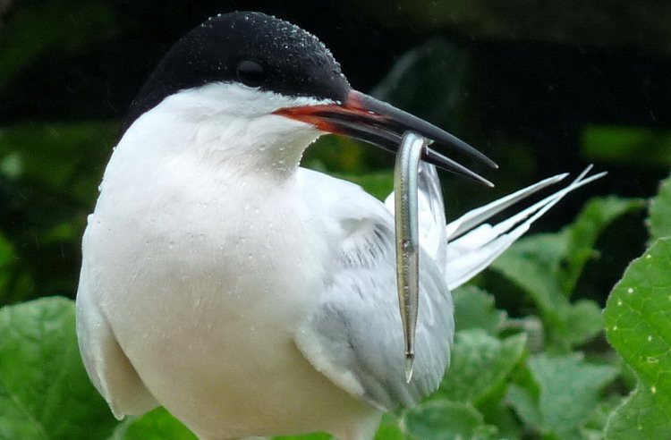 Roseate Tern carrying Sandlance - N. Brother, June 25, 2009 - Ted D'Eon photo