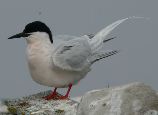 Roseate Tern - Note the pinkish wash  - June 4, 2005 (Ted D'Eon photo)