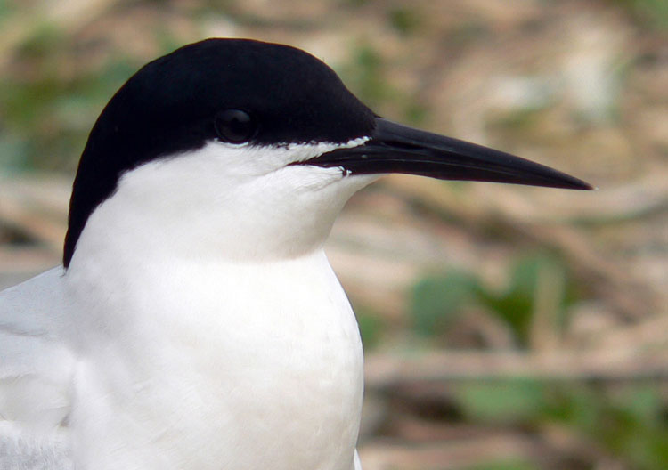 Note the bill of Roseate Tern on June 6 - Ted D'Eon photo