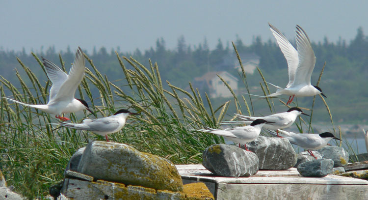 Roseate Terns - N. Brother, June 27, 2005 (Ted D'Eon photo)