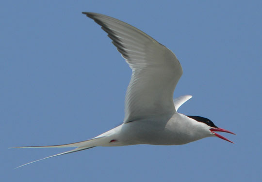 Arctic Tern - N. Brother, June 27, 2005 (Ted D'Eon photo)