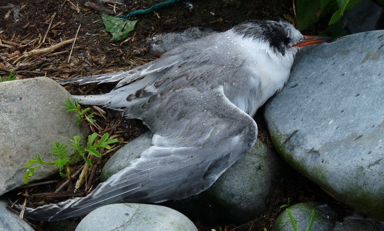 Recently dead Arctic Tern chick, North Brother, August 4, 2009 - Roland D'Eon photo