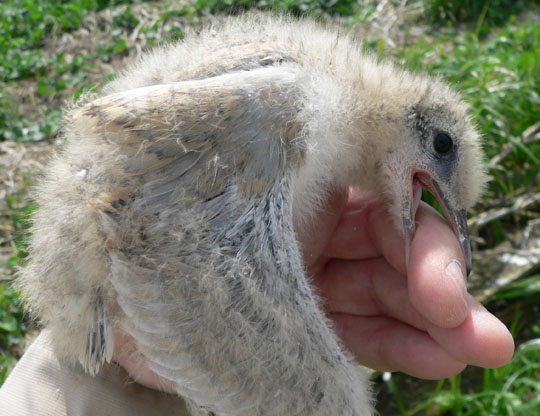 Hybrid Roseate Tern chick - July 4, 2005