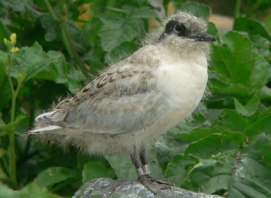 Roseate Tern chick - July 20, 2005 (Ted D'Eon photo)