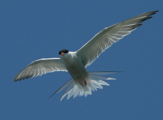 Common Tern - N. Brother, July 22, 2005 (Ted D'Eon photo)