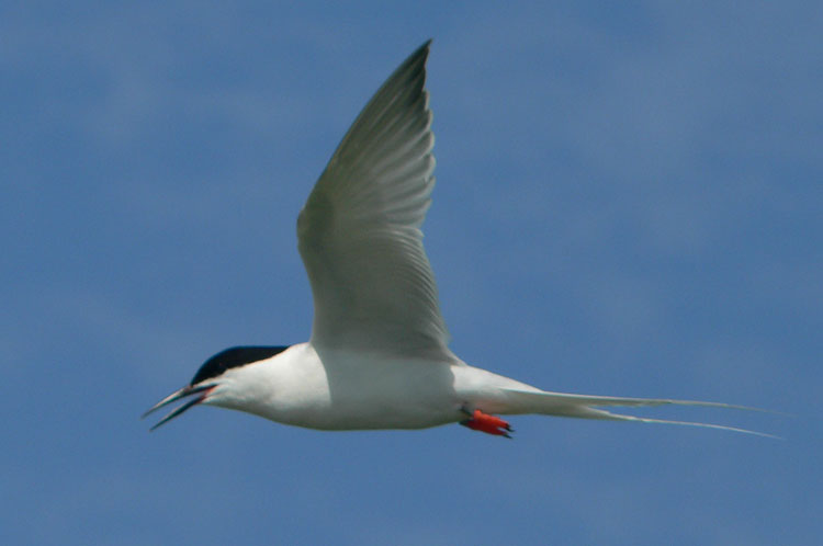 Banded Roseate Tern flying by - photo Ted D'Eon - July 4, 2006