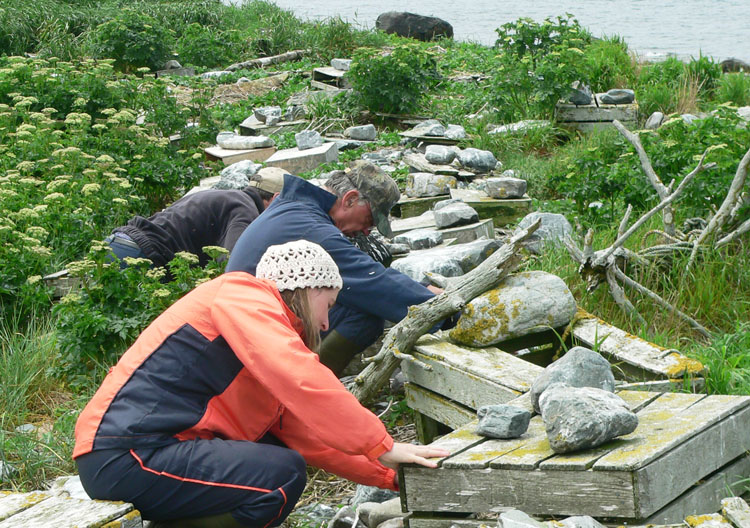Checking out nest shelters for Roseate Tern nests - Ted D'Eon photo