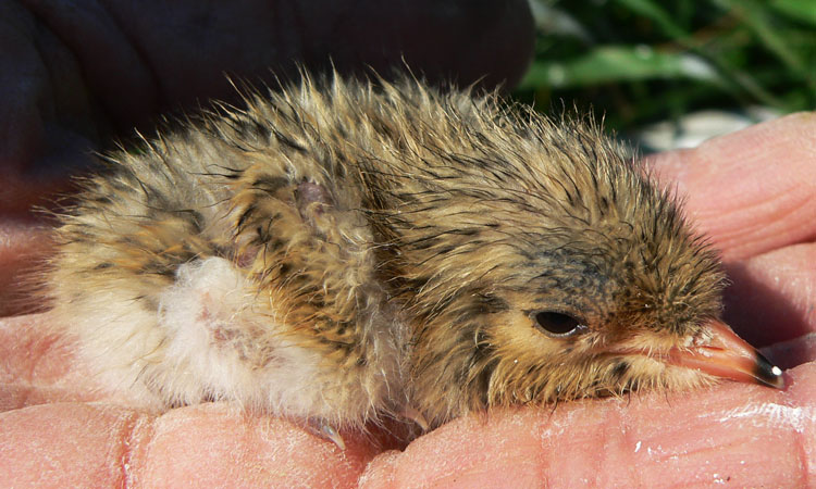 Probable hybrid ROST chick (note yellowish-brown colour) - Ted D'Eon photo