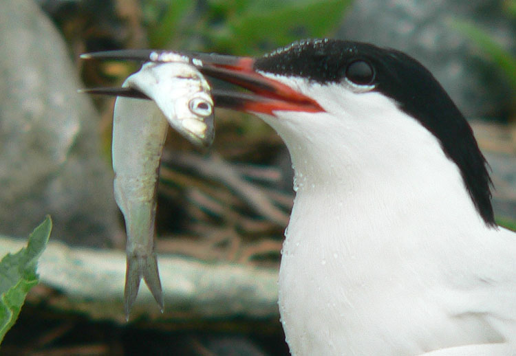Roseate Tern carrying Herring (July 7, 2007) - Ted D'Eon photo