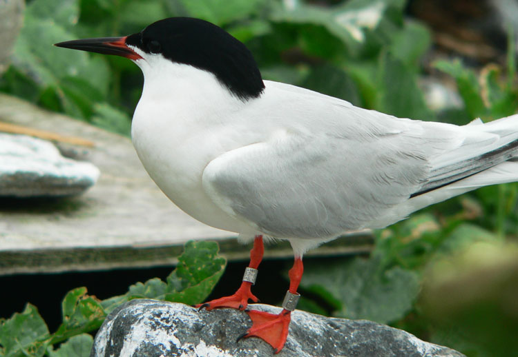 Banded Roseate Tern (July 7, 2007) - Ted D'Eon photo