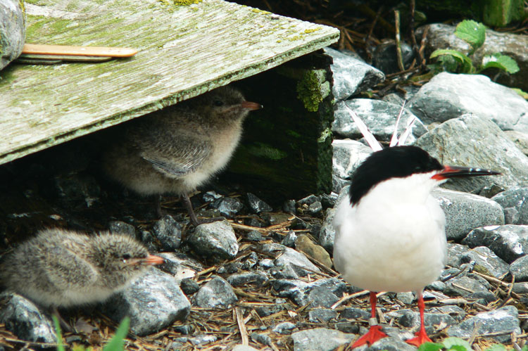 Note the 'a' and the 'b' ROST chicks (July 7, 2007) - Ted D'Eon photo