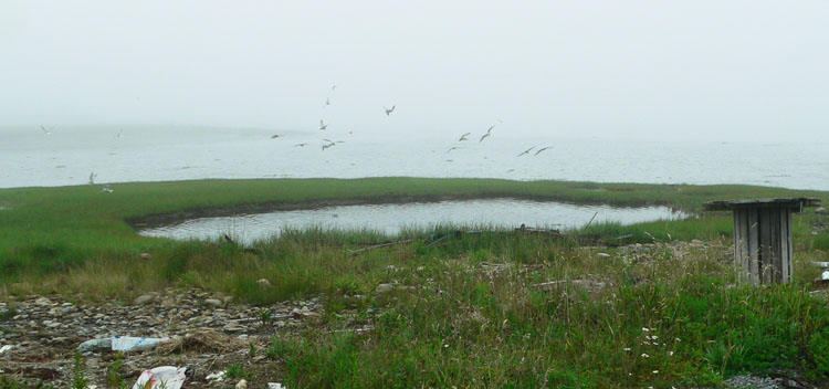 Common Terns feeding on Herring from tidal pool - Ted D'Eon photo