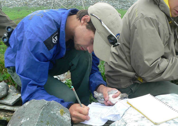 Brad Toms entering banding data - Nigel D'Eon photo