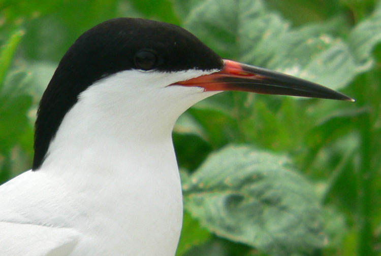 The bill of Roseate Tern on July 24 - Ted D'Eon photo