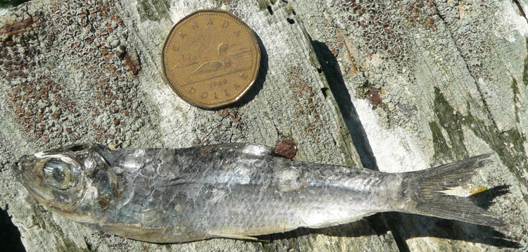 Herring? - 134mm(5.3in.) long - Ted D'Eon photo
