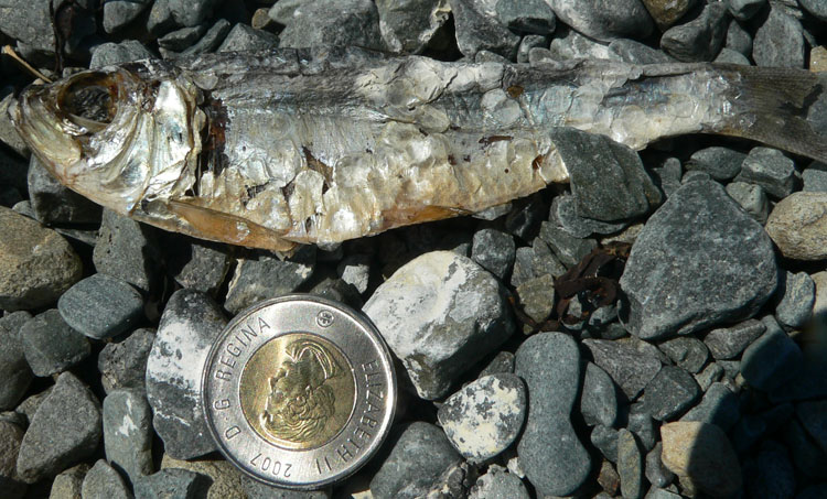 Gaspereau (Alewife) or Herring - 119mm(4.7in.) long - Ted D'Eon photo