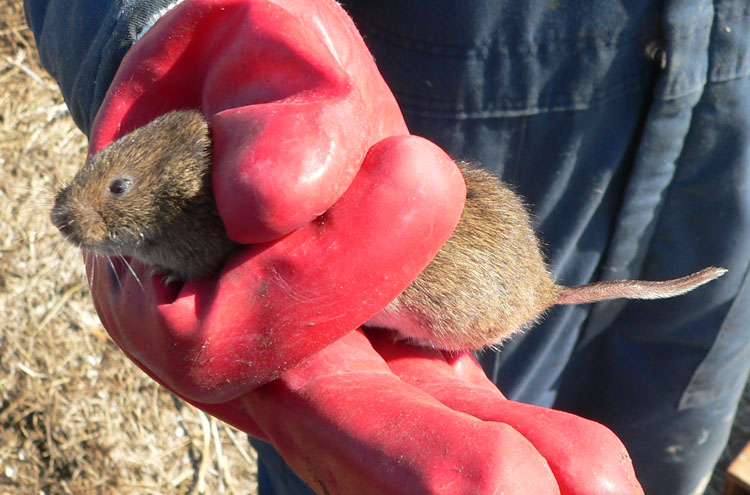 Meadow Vole <i>(Microtus pennsylvanicus)</i> - N. Brother, April 17, 2008