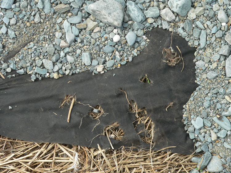 Meadow Vole damage