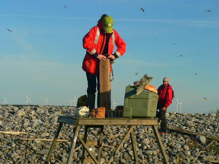 Setting up the owl trap - Ted D'Eon photo