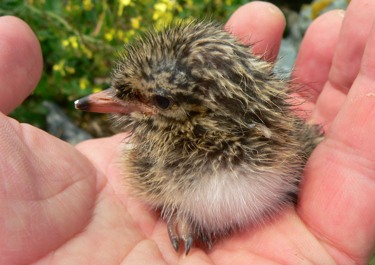 2 day old Roseate Tern chick, July 26, 2008 - Ted D'Eon photo
