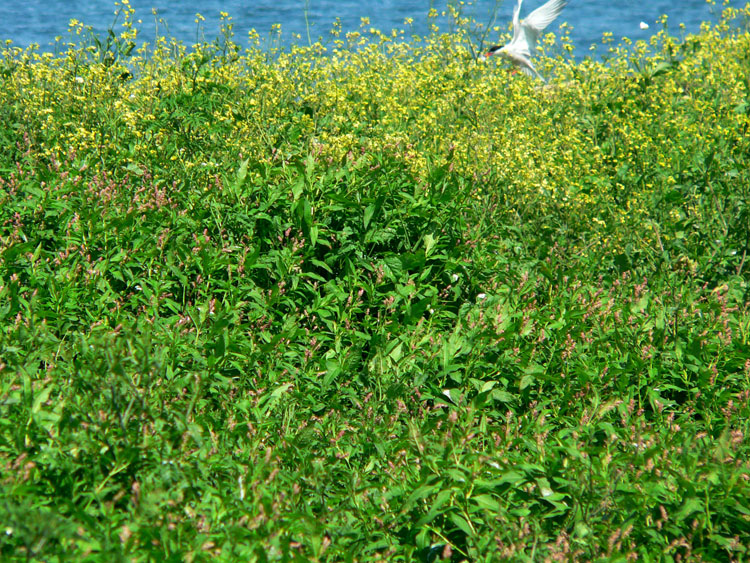 Some of the vegetation on N. Brother, 2008 - Ted D'Eon photo