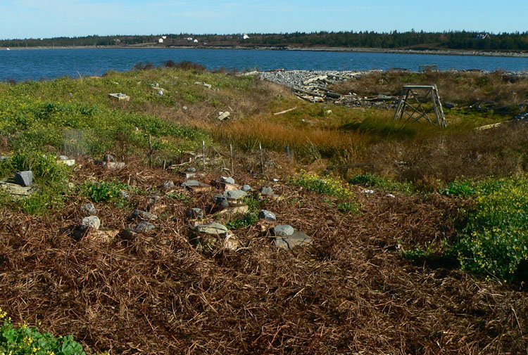 The vegetation on N. Brother on Oct 21, 2008 - Ted D'Eon photo